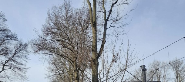 Bomen Tram.jpg