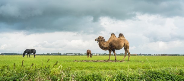 Kameel in de polder.jpg